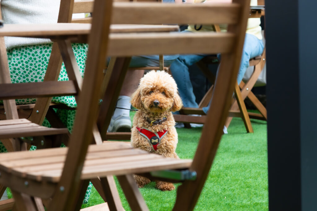 A dog sits by a table in the outside sitting area of Number Nine Restaurant